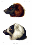 ...Lemur varius = red ruffed lemur (Varecia rubra) & black-and-white ruffed lemur (Varecia variegat