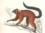 red ruffed lemur (Varecia rubra)