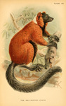 Lemur ruber = Varecia rubra (red ruffed lemur)