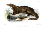 Pteronura sandbachii = Pteronura brasiliensis (giant river otter)
