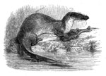 Potamogale velox (giant otter shrew)