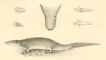 Potamogale velox (giant otter shrew)