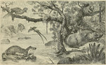 ...River Scene in West Africa, with Characteristic Animals - red river hog (Potamochoerus porcus), 