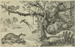 ...West African potto (Perodicticus potto), giant otter shrew (Potamogale velox), western gorilla (...