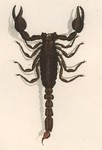 Scorpio maurus (large-clawed scorpion)