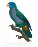 Le Perroquet a face bleue = Amazona versicolor (Saint Lucia amazon)
