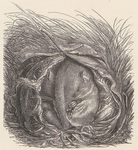 Die kleine Haselmaus = hazel dormouse (Muscardinus avellanarius)