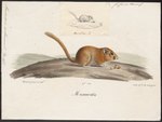 Muscardinus avellanarius (hazel dormouse)