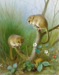 Muscardinus avellanarius (hazel dormouse)