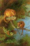 Muscardinus avellanarius (hazel dormouse)