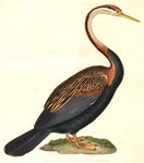 Plotus levaillantii = Anhinga melanogaster (Oriental Darter)