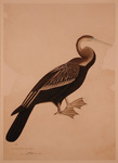 Indian Darter or Snake-bird (Anhinga melanogaster)