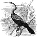 Indian Snakebird = Anhinga melanogaster (Oriental darter)
