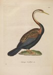 Plotus melanogaster = Anhinga melanogaster (Oriental darter)