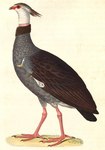 Palamedea chavaria = Chauna torquata (southern screamer)