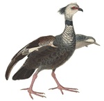 Chauna torquata (southern screamer)