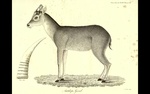 Antilope goral = Naemorhedus goral (Himalayan goral)