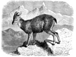 Nemorrhaedus goral = Naemorhedus goral (Himalayan goral)