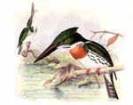 Chloroceryle amazona (Amazon kingfisher)