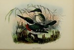 Ceryle americana (Brazilian green kingfisher) = Chloroceryle americana (green kingfisher)