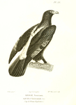 Aquila verreauxii (Verreaux's eagle)