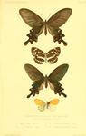 1. Papilio lama = Byasa polyeuctes lama (common windmill), 3. Limenitis arboretorum = Neptis pry...