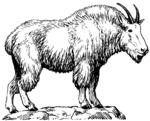 Rocky Mountain goat (Oreamnos americanus)