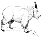 Rocky Mountain goat (Oreamnos americanus)