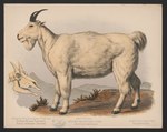 Aplocerus montanus = Oreamnos americanus (Rocky Mountain goat)