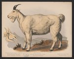 Aplocerus montanus = Oreamnos americanus (Rocky Mountain goat)