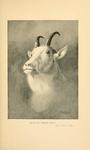 White Goat = Oreamnos americanus (Rocky Mountain goat)