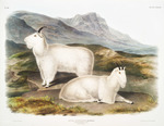 Capra americana = Oreamnos americanus (Rocky Mountain goat)