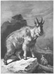 Die Schneeziege = Oreamnos americanus (Rocky Mountain goat)