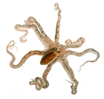 Octopus defilippi = Macrotritopus defilippi (Lilliput longarm octopus, Atlantic longarm octopus)