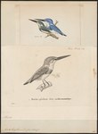 Alcedo beryllina = Alcedo coerulescens (cerulean kingfisher)