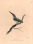 Alcedo biru = Alcedo coerulescens (cerulean kingfisher)