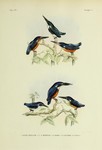 1. Alcedo beryllina = Alcedo coerulescens (cerulean kingfisher), 2.3. Alcedo meninting (blue-ear...