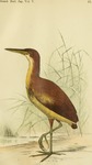Nannocnus ijimai = Ixobrychus cinnamomeus (cinnamon bittern, chestnut bittern)