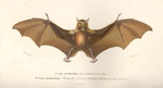 Reufsette d'Edwards: Pteropus edwardsii = Pteropus medius (Indian flying fox)