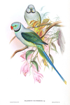 Palaeornis columboides = Psittacula columboides (blue-winged parakeet, Malabar parakeet)