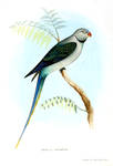 Palaeornis columboides = Psittacula columboides (blue-winged parakeet, Malabar parakeet)