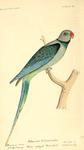 Palaeornis columboides = Psittacula columboides (blue-winged parakeet, Malabar parakeet)