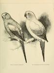 ...a parrot), Conurus solstitialis = Aratinga solstitialis (sun parakeet)