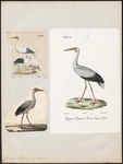 Ciconia maguari (maguari stork)