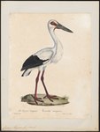 Ciconia maguari (maguari stork)