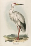 Ciconia maguari (maguari stork)