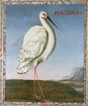 Maguari = Ciconia maguari (maguari stork)