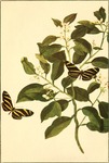 Heliconius charitonius (Zebra Butterfly) = Heliconius charithonia (zebra longwing)