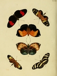 ...ped leafwing), Papilio melpomene = Heliconius melpomene (common postman butterfly), Papilio egin...