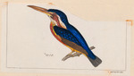 Alcedo verreauxi = Alcedo meninting (blue-eared kingfisher)